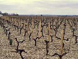 Viñedos con vides de Cabernet sauvignon, Merlot y otras variedades