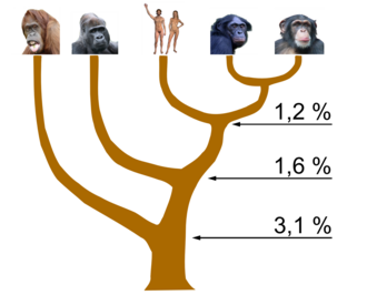 Diferencias entre pares de bases del ADN de los homínidos