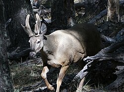 Un ejemplar de huemul en el entorno del parque