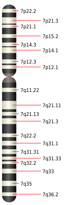 Cromátida del cromosoma 7
