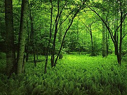 Bosque de frondosas con sotobosque de helechos