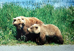 Los osos grizzly se encuentran en Alaska y zonas montañosas del noroeste.