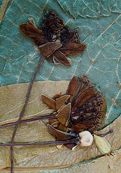 Herbarium SQF - Tilia cordata