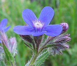 Anchusa azurea