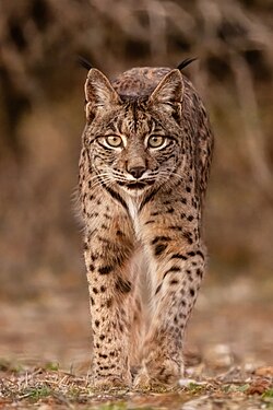 Primer plano de un Lynx pardinus