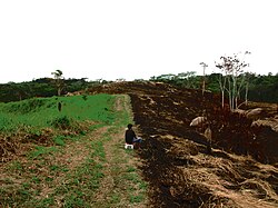 Deforestación en la selva amazónica