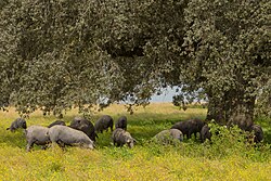 Cerdo ibérico alimentándose de bellotas