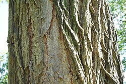 Corteza fisurada de la Robinia pseudoacacia