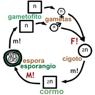 Diagrama esquemático del ciclo de vida de las plantas vasculares.