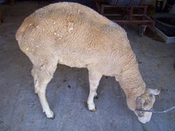 Oveja afectada por tembladera mostrando alteraciones en la postura y la marcha
