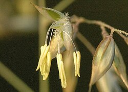 Flores en antesis de Holcus mollis