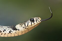 Entorno natural frecuentado por la culebra de collar