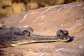 Gavialis gangeticus macho en India