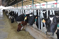 Vacas en una granja de Navalafuente