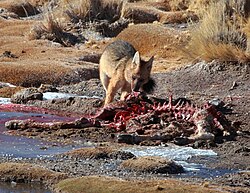 Zorro culpeo alimentándose de restos de vicuña en El Tatio.