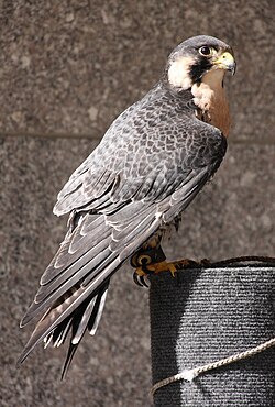 El halcón peregrino en cetrería