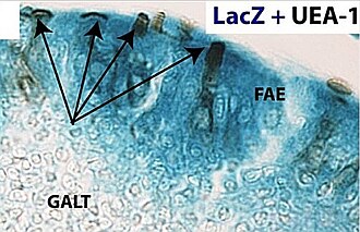 Células M en el epitelio asociado a la placa de Peyer mediante microscopía fluorescente