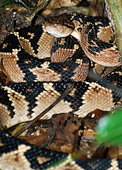 Ejemplar de Lachesis muta en el parque nacional Yasuní en Ecuador