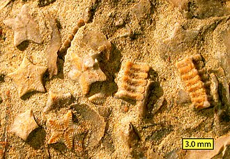 Concentración de artejos desarticulados de crinoideo