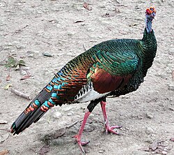 Ejemplar de pavo salvaje y pavo ocelado