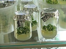 Bayas in vitro cultivadas en el Instituto Vavilov de Plantas Industriales