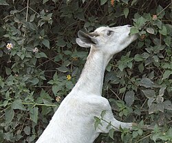 Cabra ramoneando vegetación silvestre.