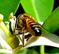Abeja polinizando una flor