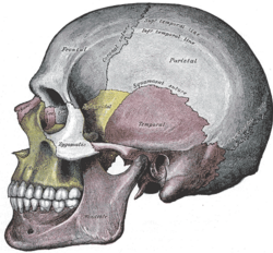 Cráneo humano visto desde su perspectiva lateral