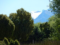 Maitenes en el bosque andino patagónico