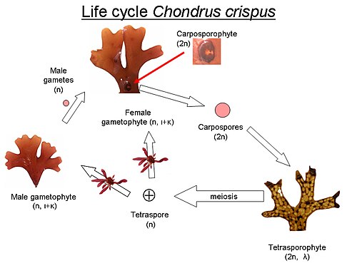 Diagrama del ciclo de vida de Chondrus crispus