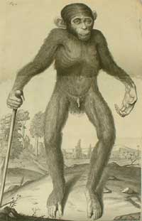 Ilustración anatómica histórica vinculada a Edward Tyson.
