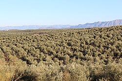 Campos de olivos frente a las sierras de Mágina y Cazorla