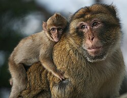 Detalle del macaco de Berbería, conocido históricamente como mono de Berbería.