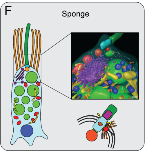 Esquema anatómico detallado de un coanocito mostrando su collar de microvellosidades y el flagelo apical.