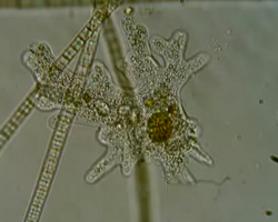 Amoeba, un rizópodo que muestra una forma ameboide característica.