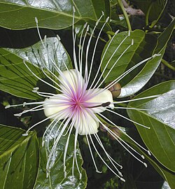 Estambres protuberantes en Crateva religiosa