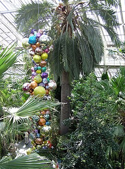 Ejemplar de Palma de coquitos en el interior del jardín