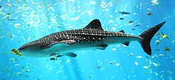 Tiburón ballena en aguas de Malpelo