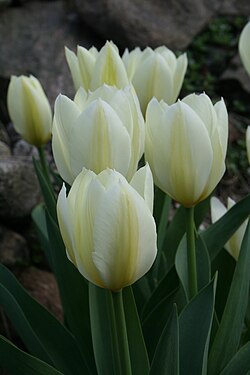 Flores blancas de Tulipa purissima cultivadas en jardín