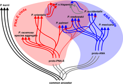 Diagrama de historia evolutiva de loci nucleares en Platanus