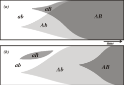 Diagrama de recombinación de alelos