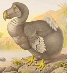 El dodo, un ave extinta de Mauricio