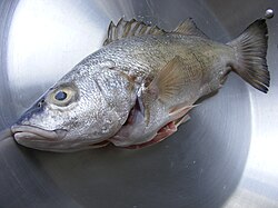 Pescado fresco mostrando características óptimas de calidad