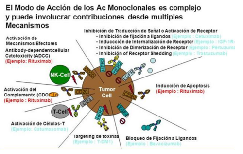 Mecanismos de acción generales de los anticuerpos monoclonales