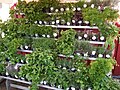 Variedad de mezclas de especias preparadas