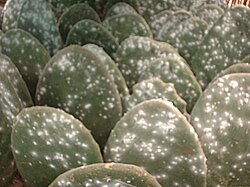 Nopales infectados con el parásito de la cochinilla en Oaxaca