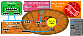 Esquema general de las etapas de la respiración aeróbica en células eucariotas.