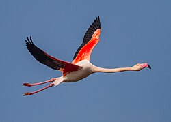 Flamenco europeo en vuelo con el cuello y patas estiradas
