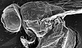 Cuerpo de una mosca de la fruta por microscopía electrónica