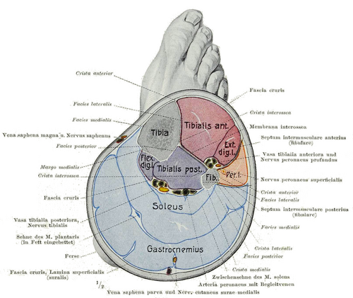 Corte transversal de la pierna con compartimentos de la tibia